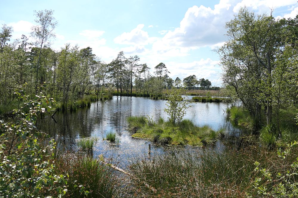 Pietzmoor