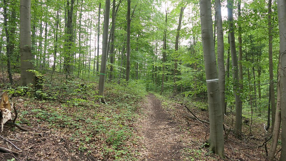 Keltenpfad