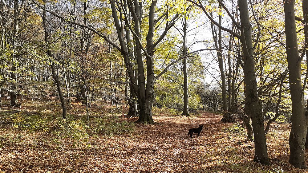 Kuppenweg