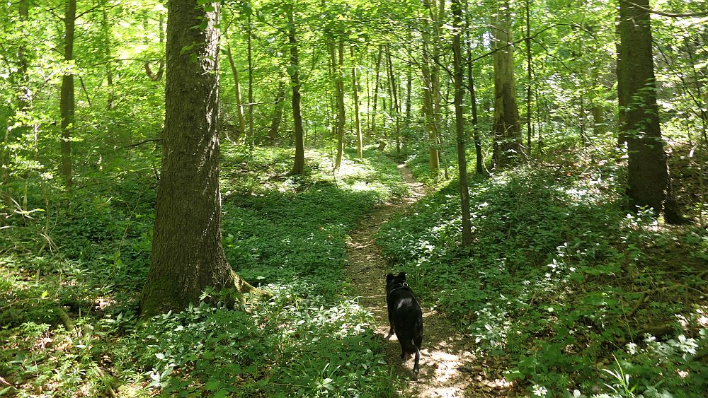 Der Rasdorfer