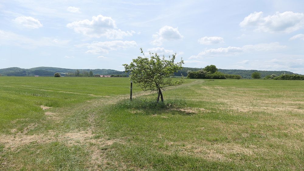 Der Rasdorfer
