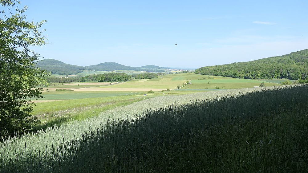 Der Rasdorfer