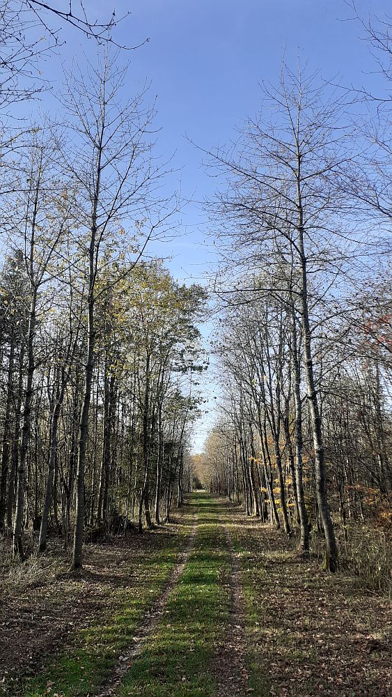 Schwarzes Moor