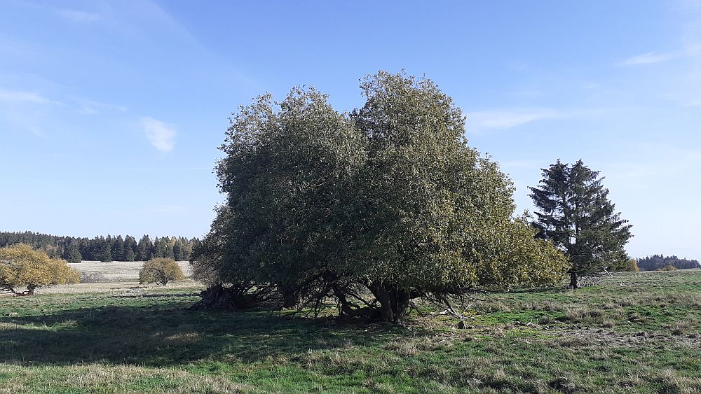 Schwarzes Moor