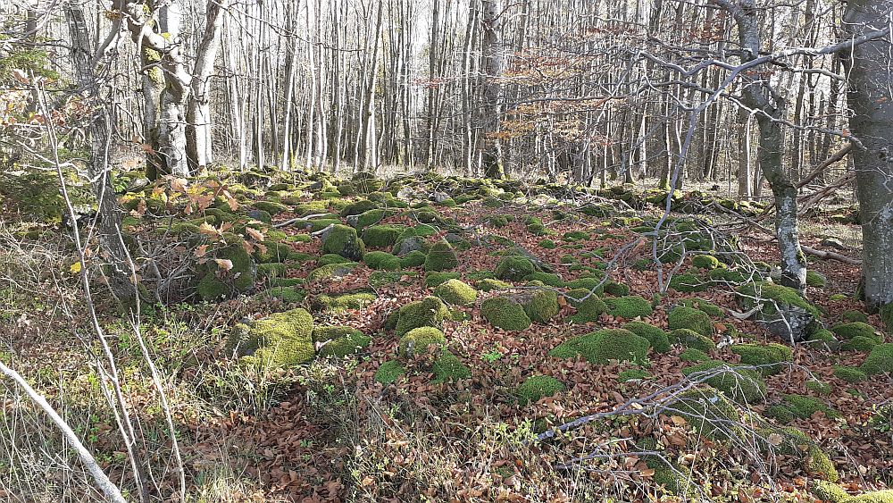 Schwarzes Moor