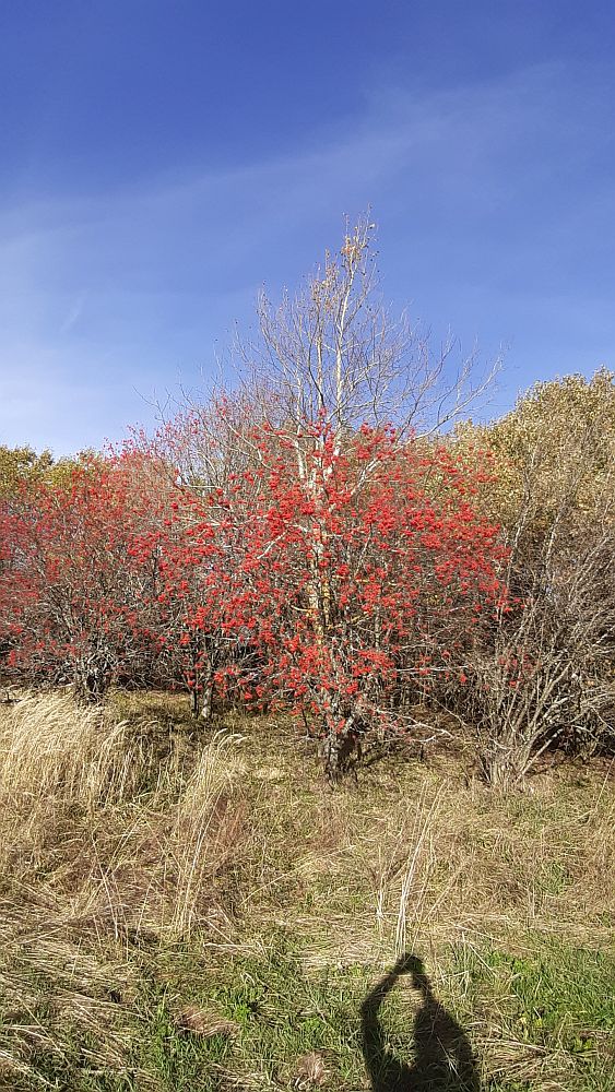 Schwarzes Moor