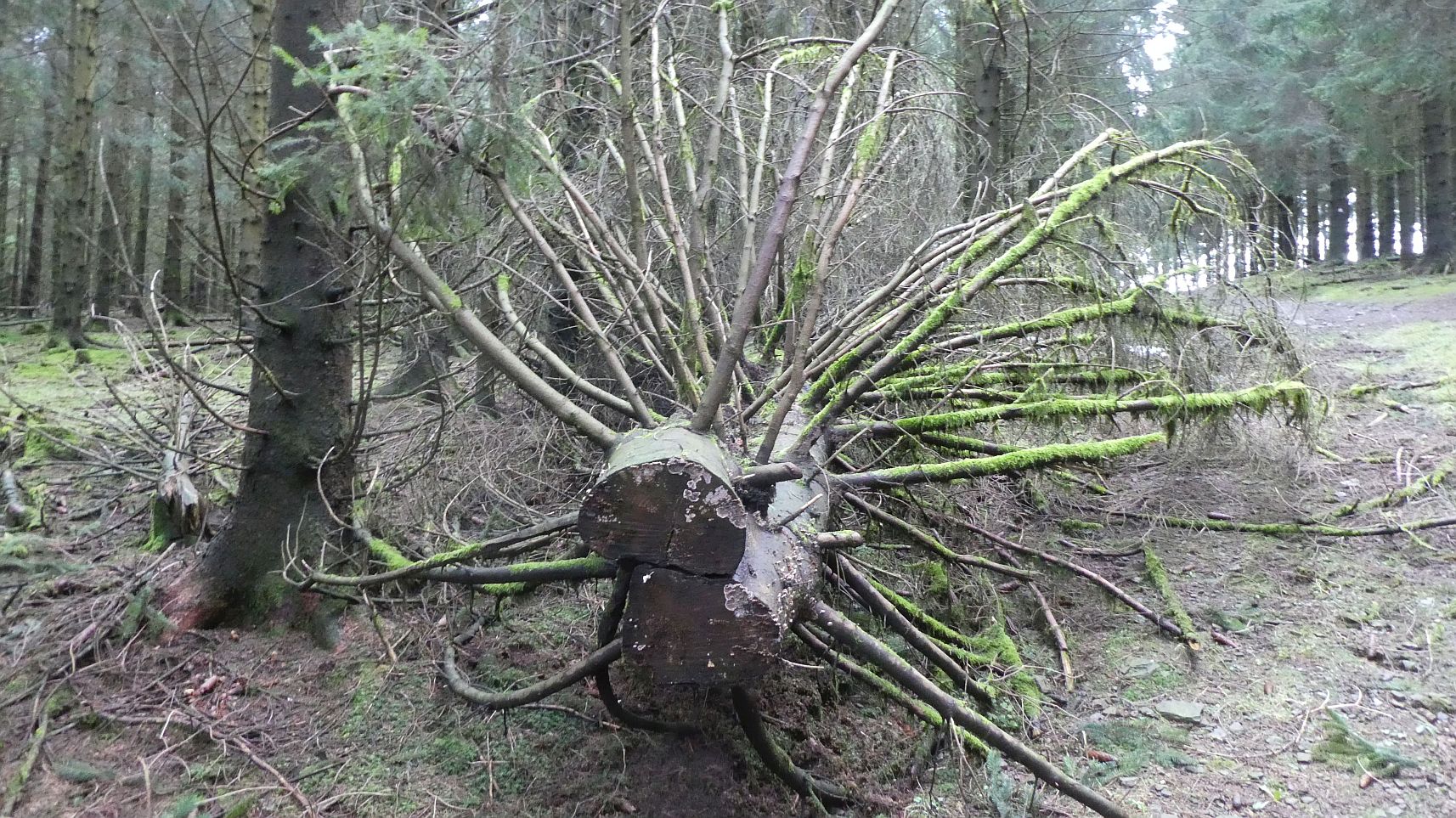 Rothaarsteig