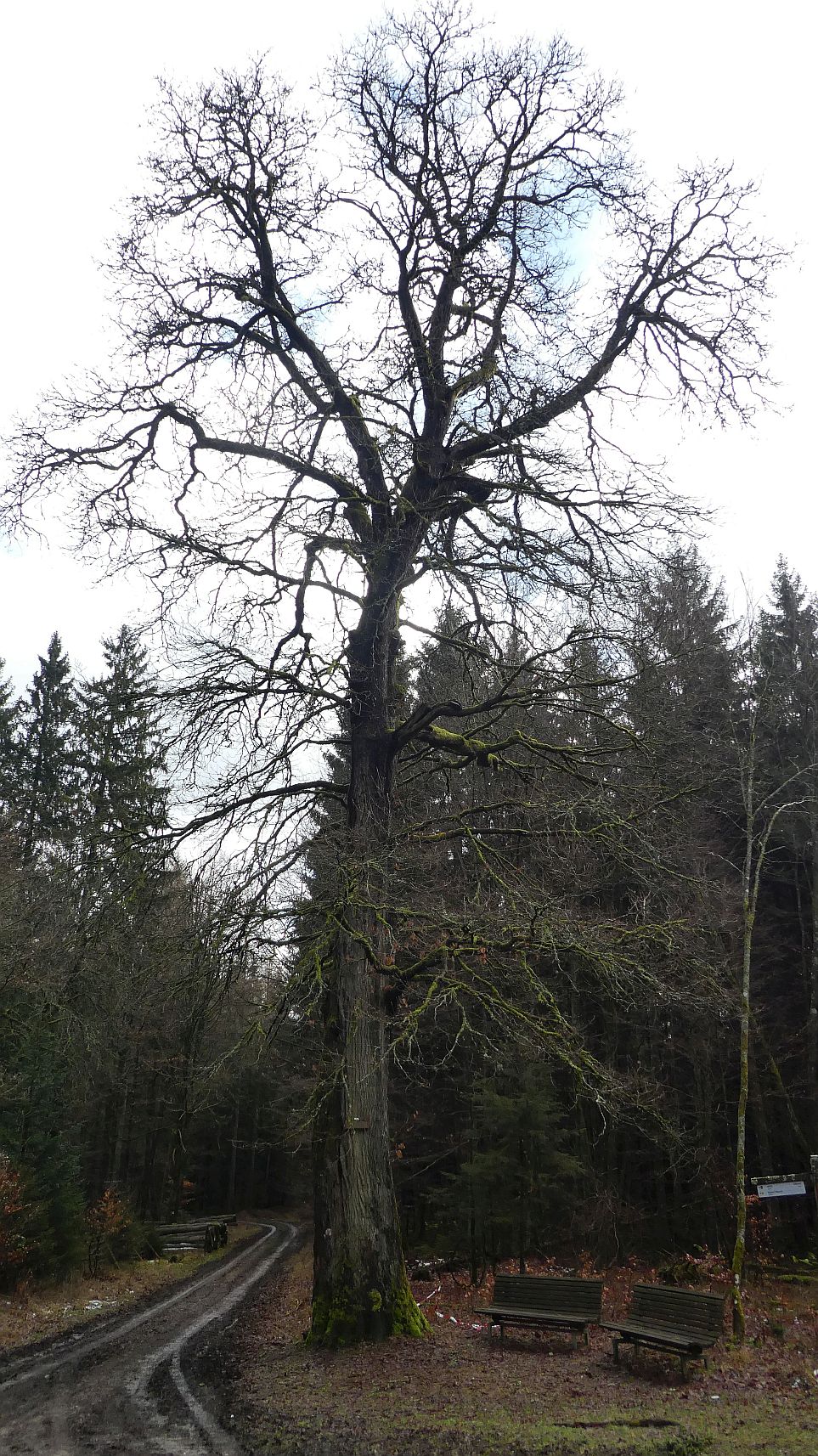 Rothaarsteig