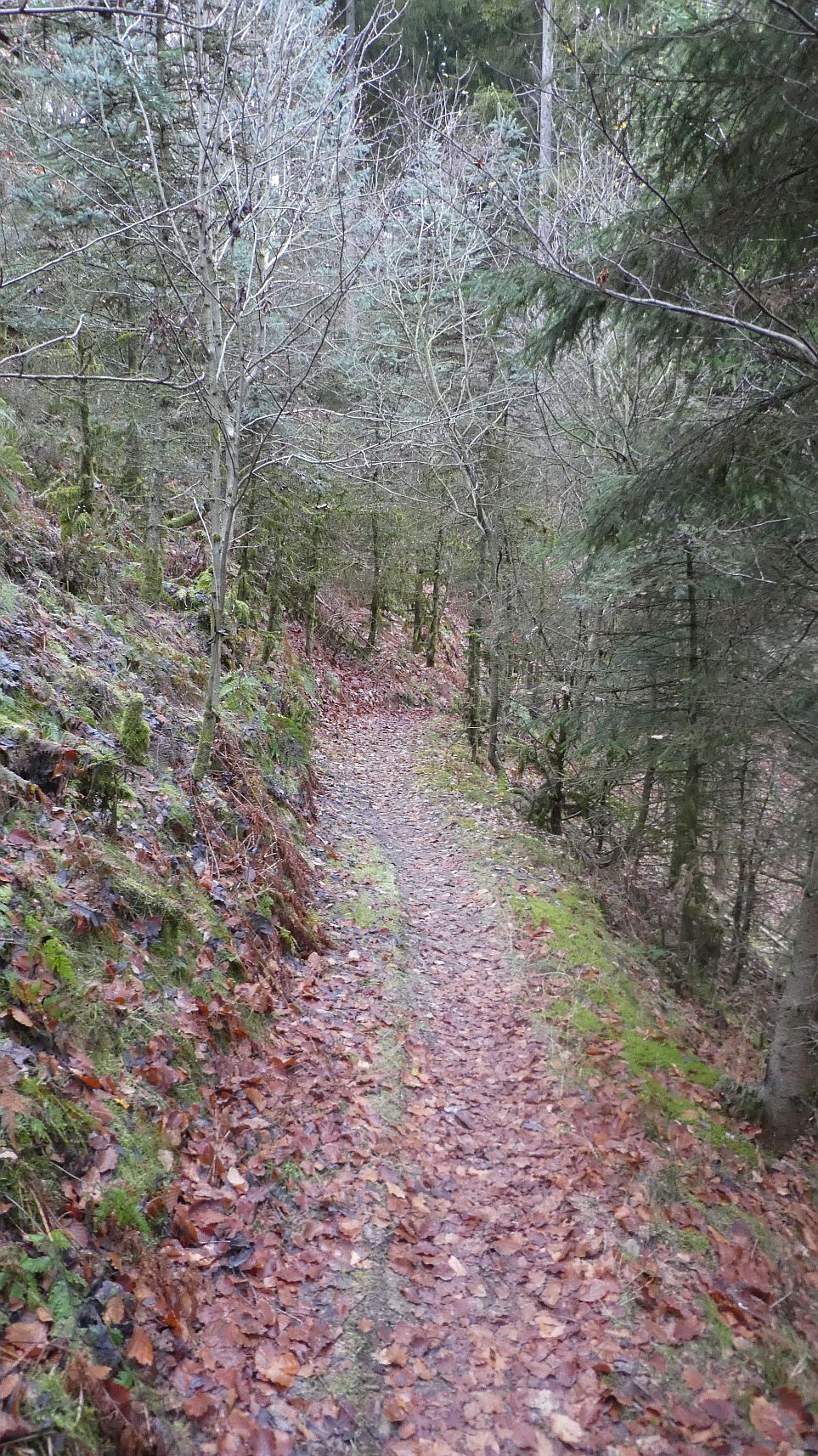 Rothaarsteig