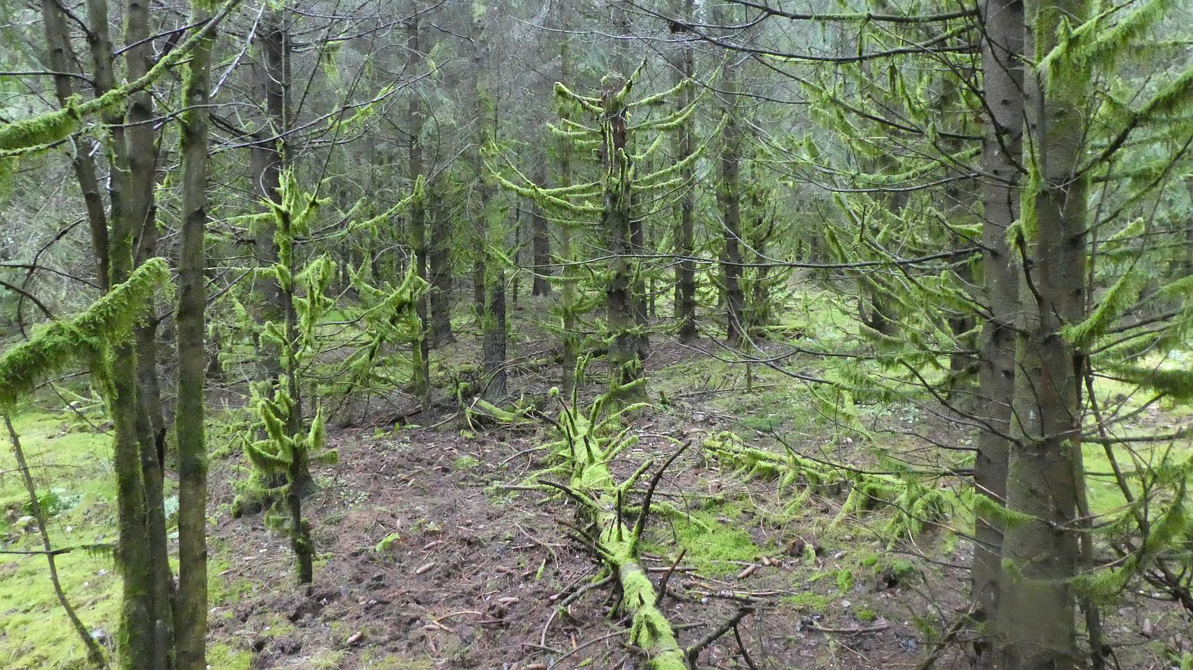 Rothaarsteig