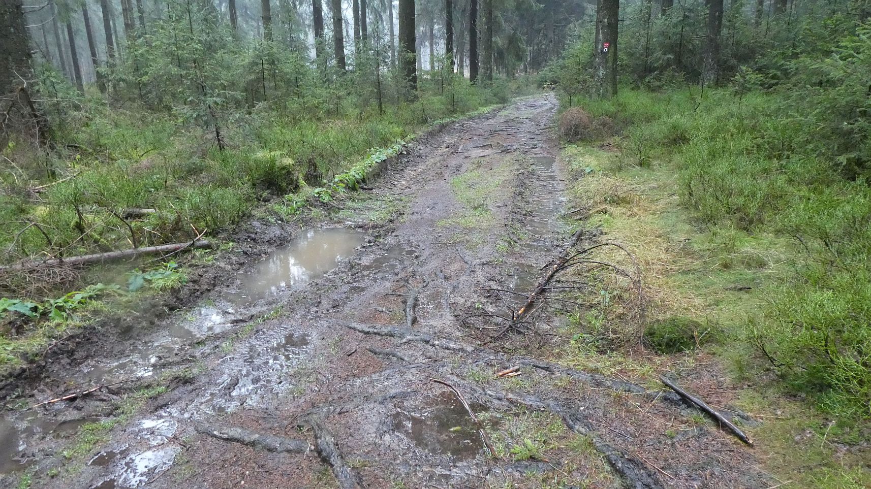 Rothaarsteig