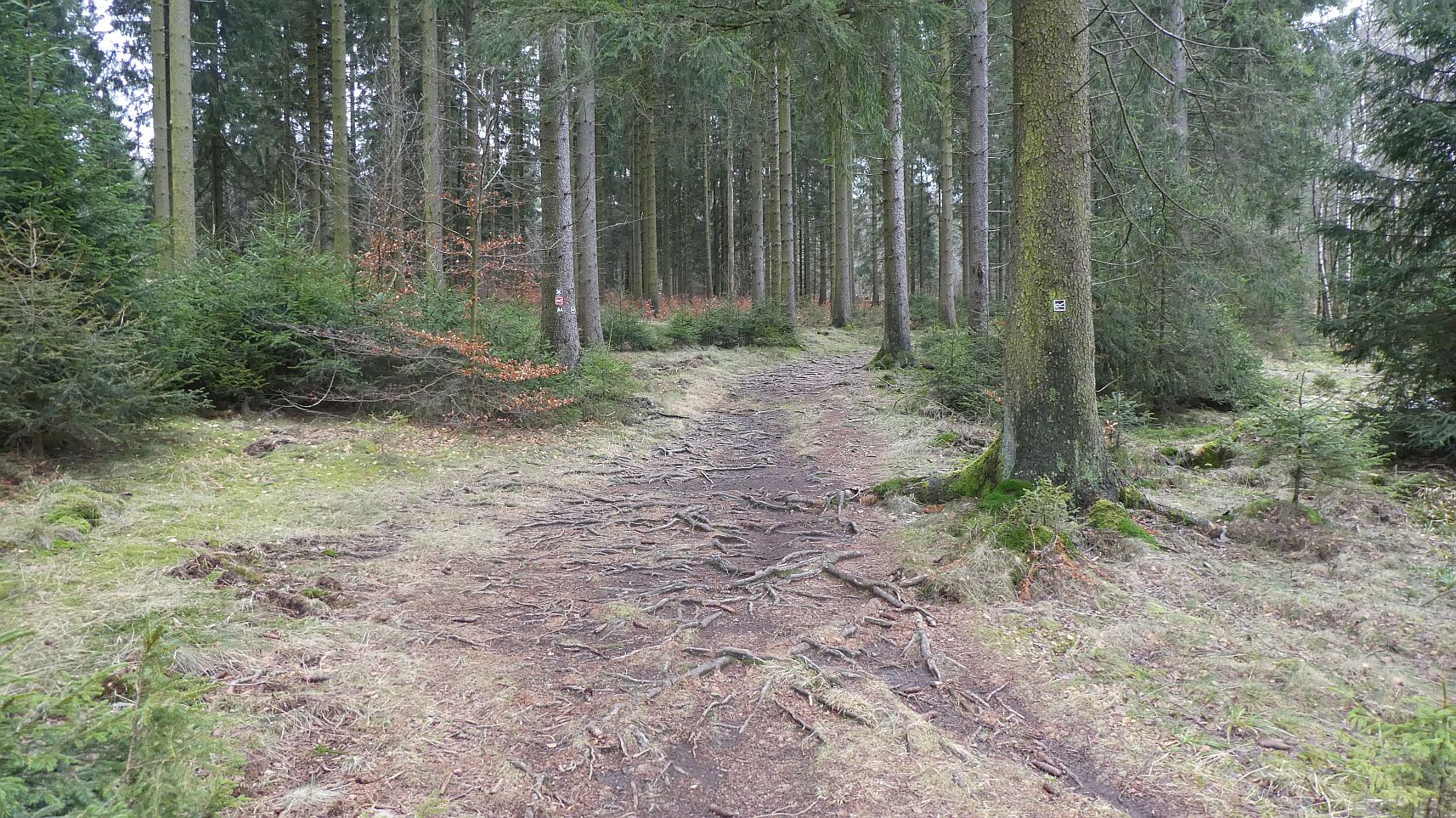 Rothaarsteig