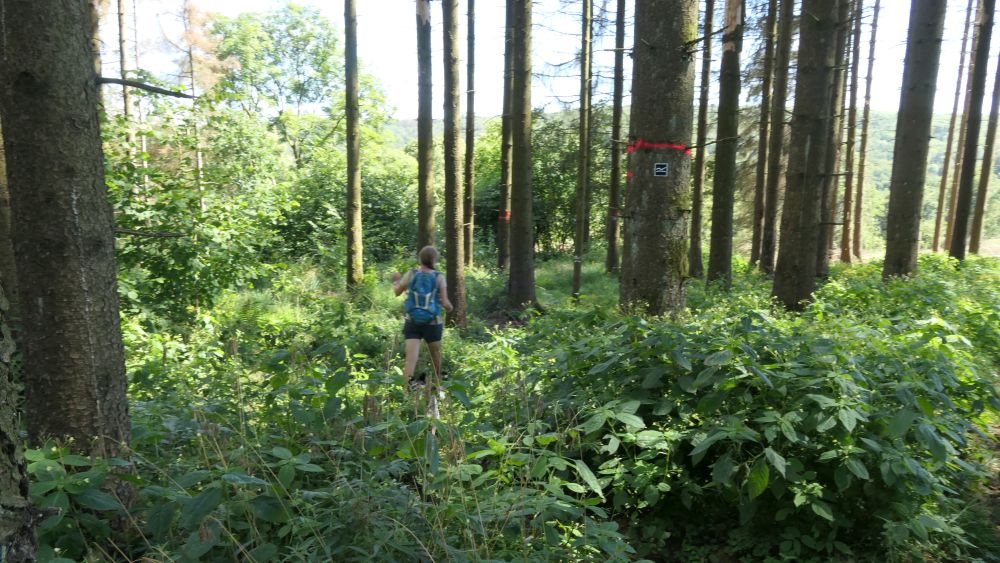Romantischer Hickengrund