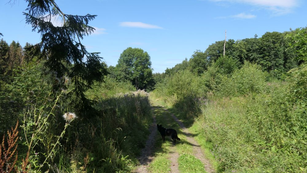 Romantischer Hickengrund