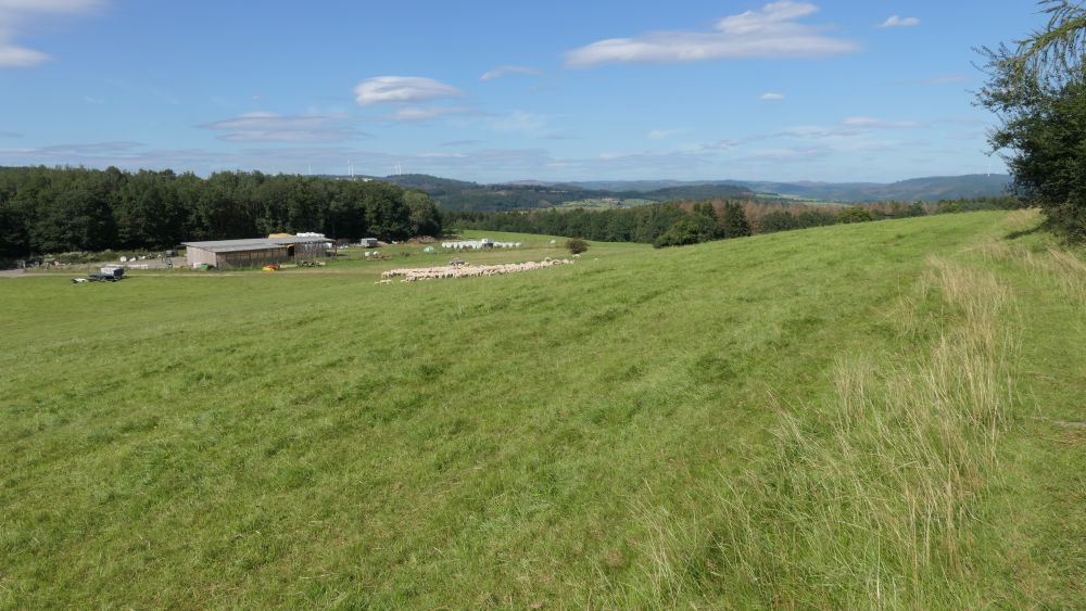 Romantischer Hickengrund