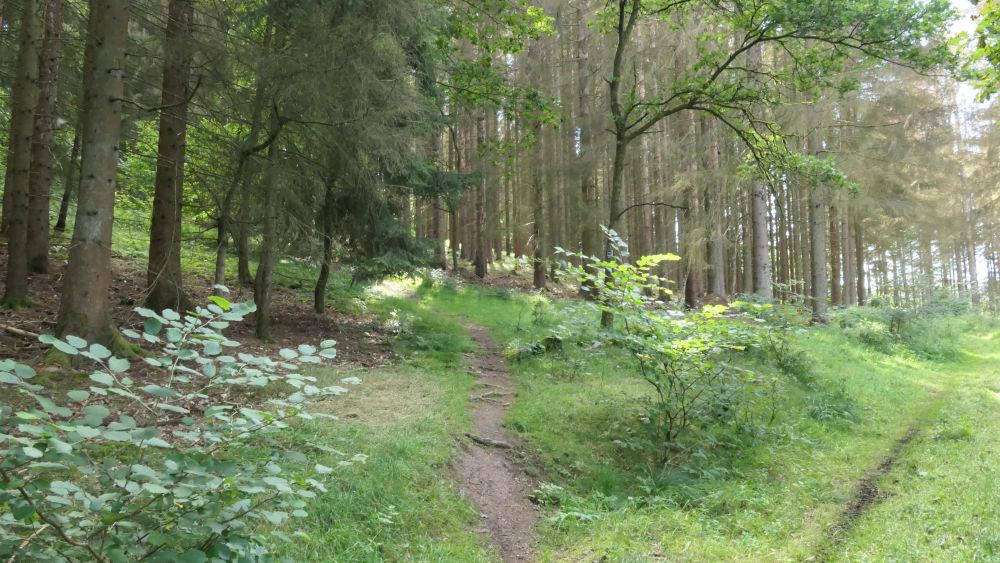 Romantischer Hickengrund