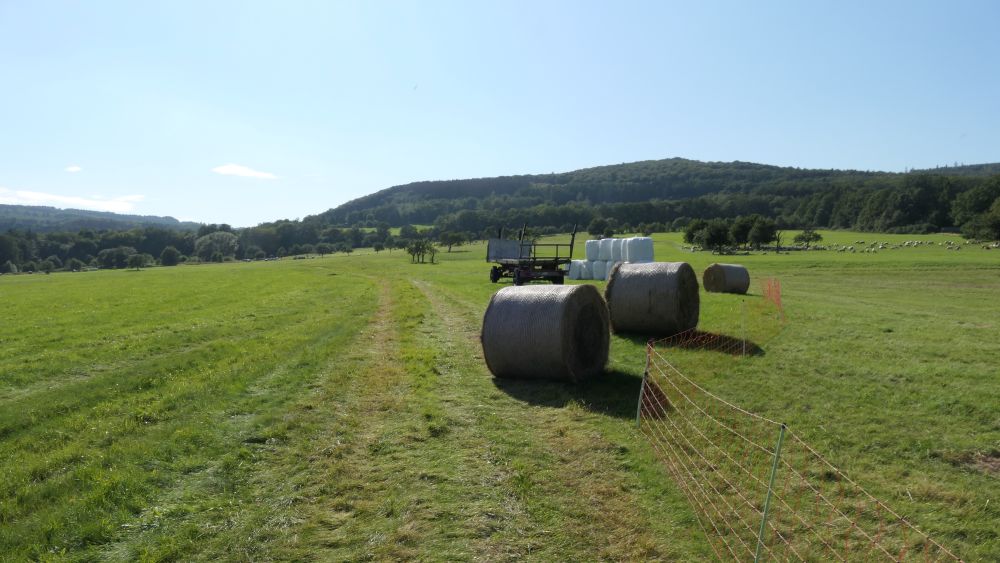 Romantischer Hickengrund