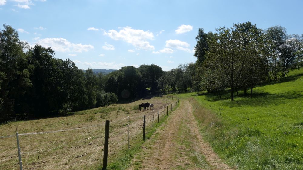 Romantischer Hickengrund