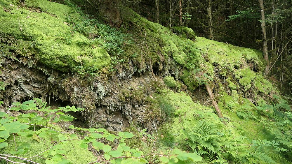 Ilsetalpfad