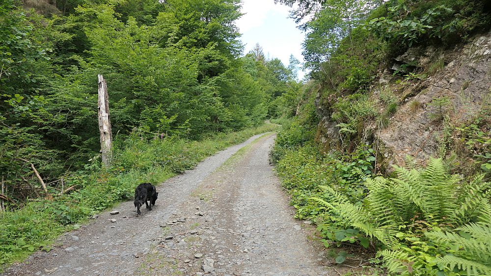 Ilsetalpfad