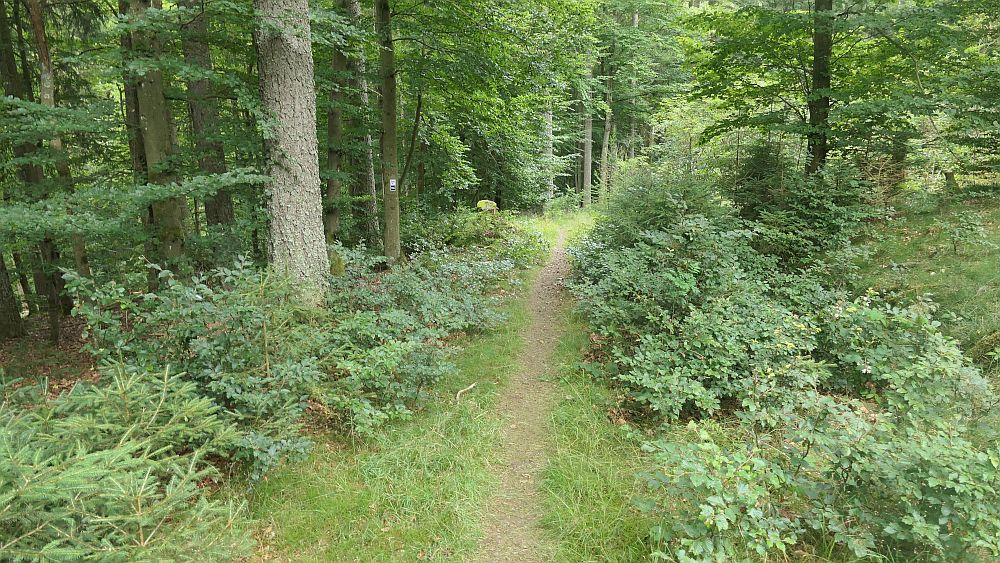 Ilsetalpfad