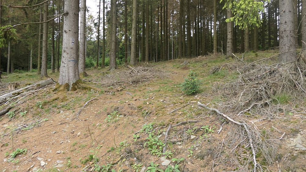 Ilsetalpfad