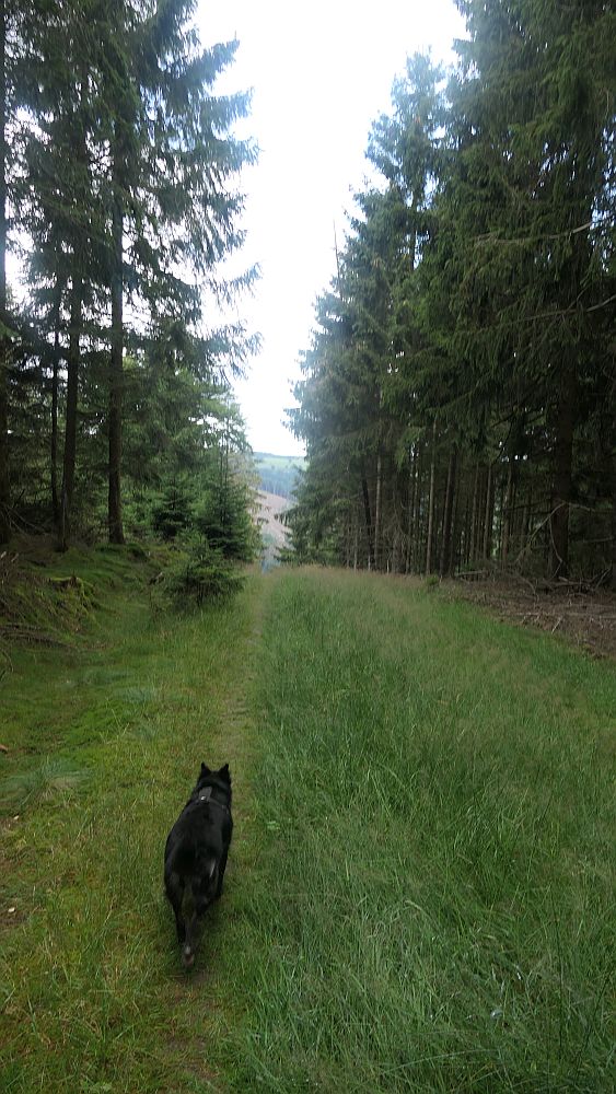 Ilsetalpfad