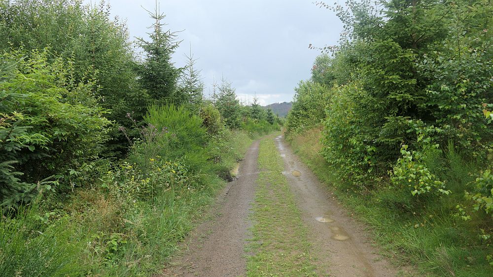 Ilsetalpfad