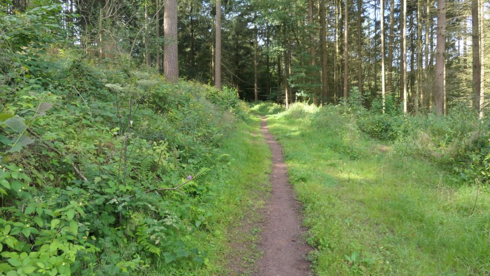 Wacholderweg