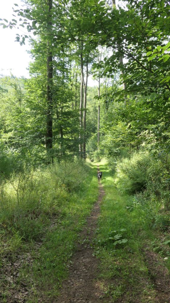 Wacholderweg