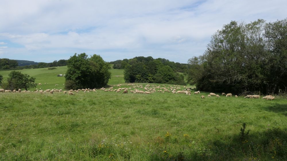 Wacholderweg