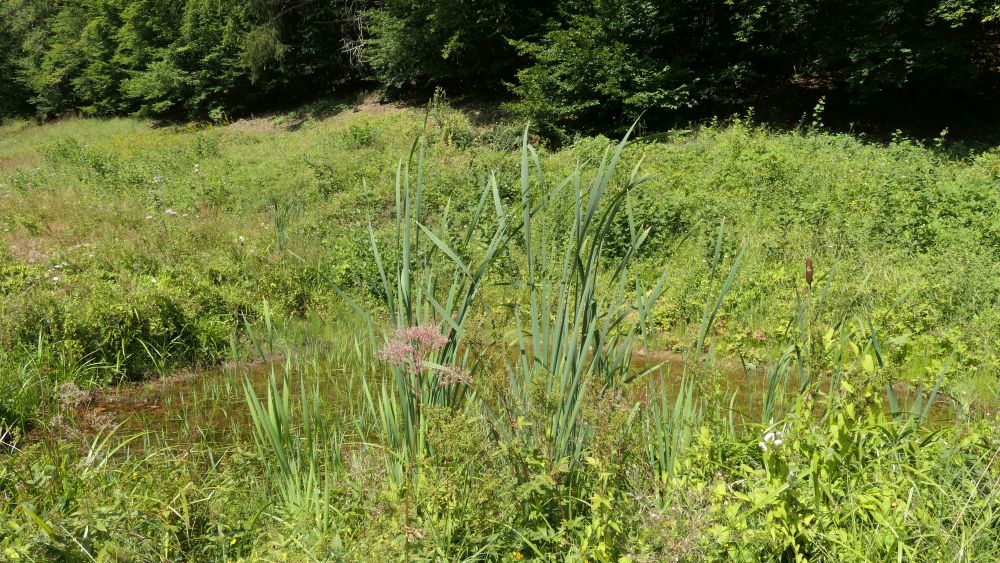 Wacholderweg
