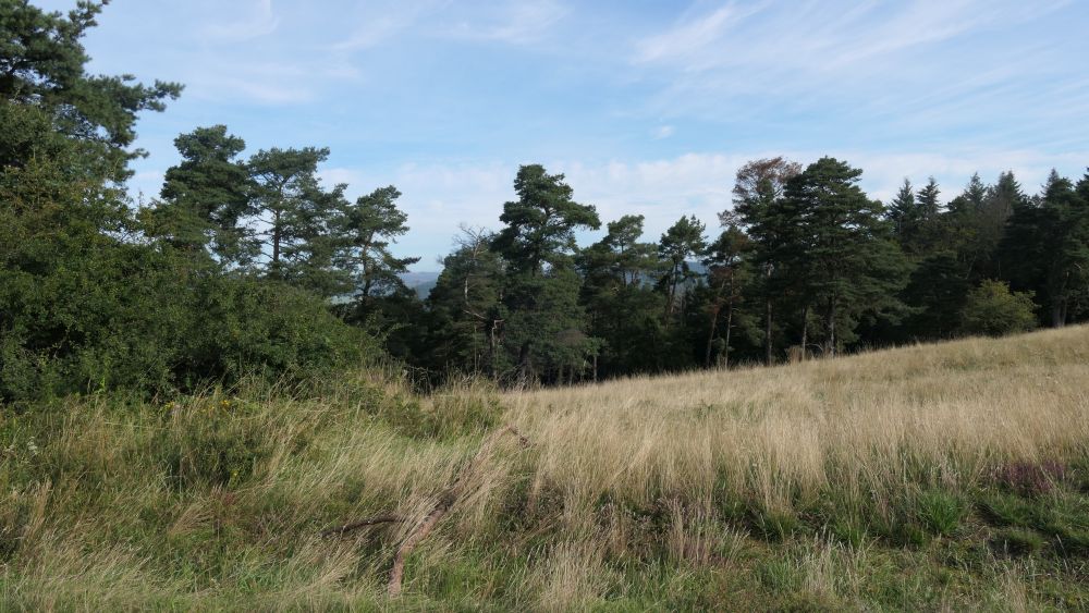 Wacholderweg