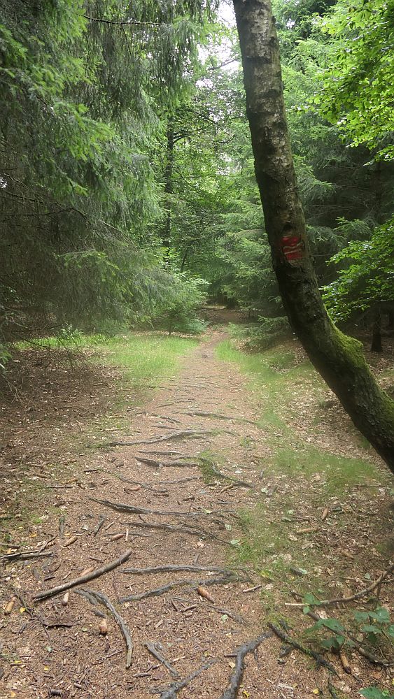 Westerwaldvariante