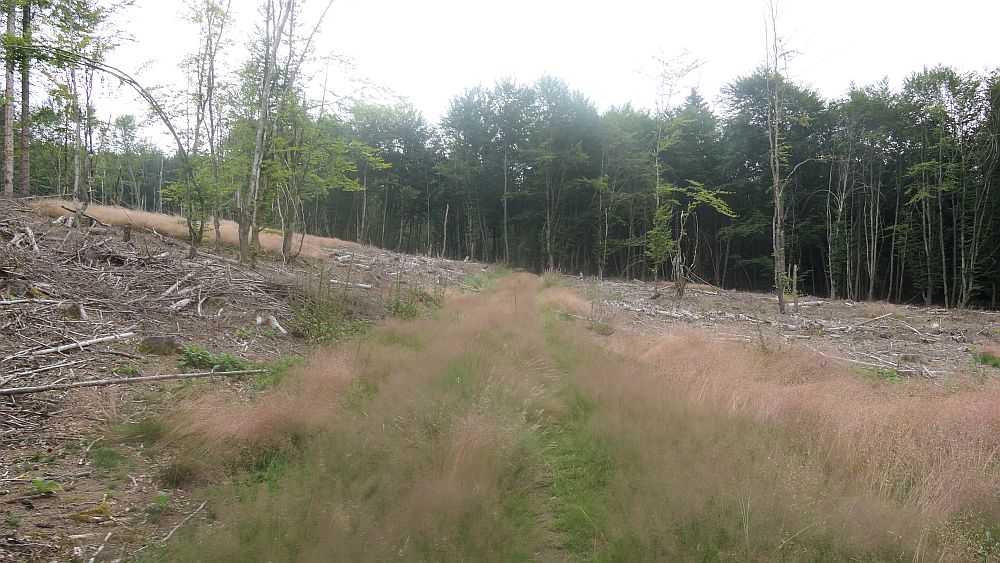 Westerwaldvariante