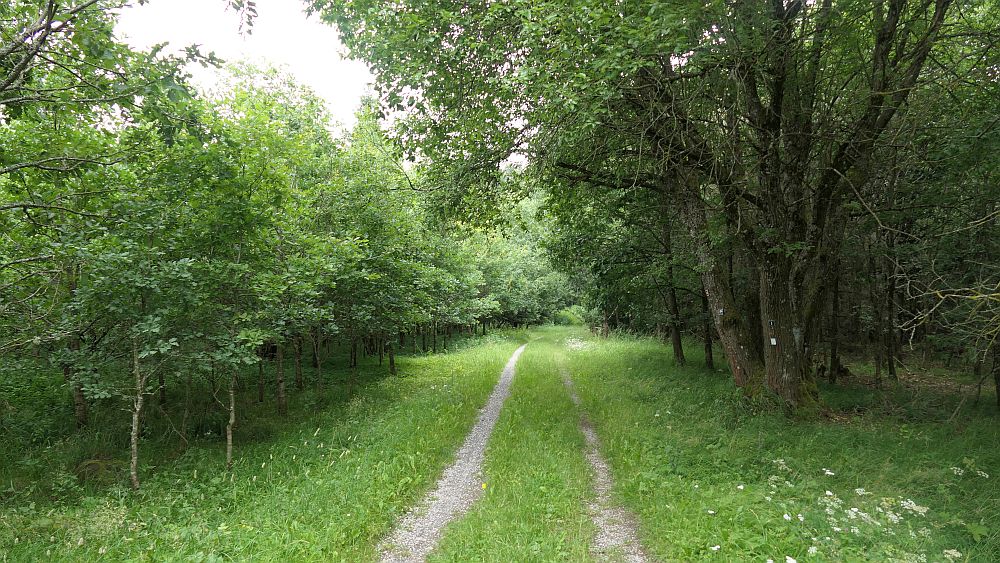 Westerwaldvariante