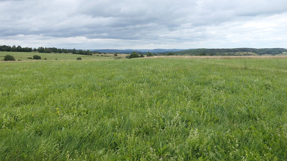 Westerwaldvariante
