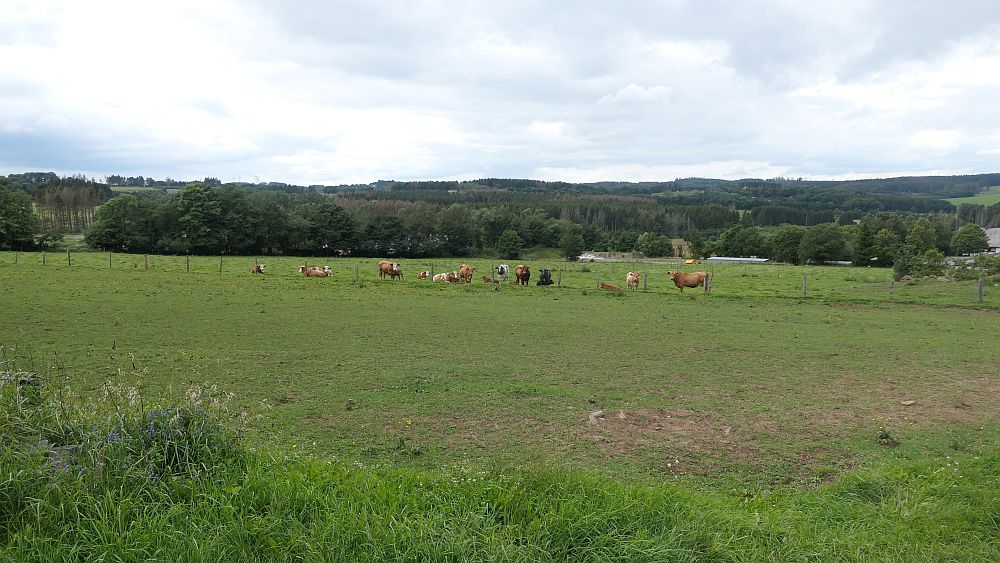 Westerwaldvariante