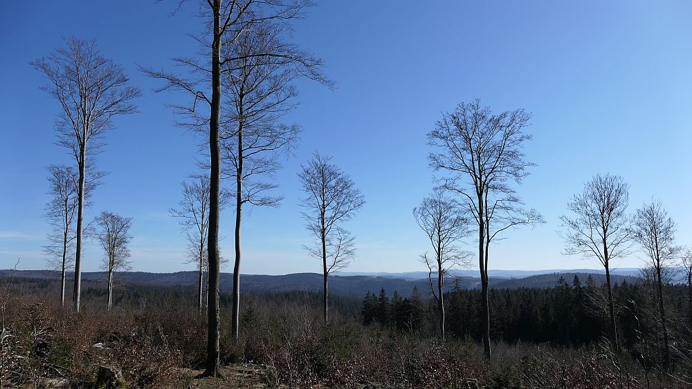 Wisentpfad