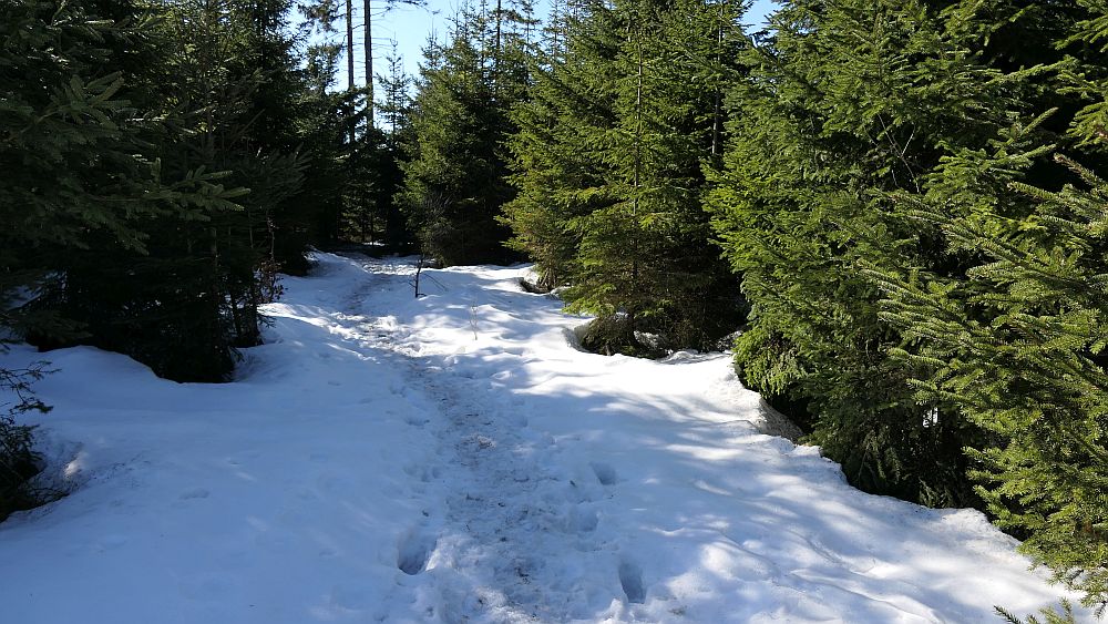 Wisentpfad