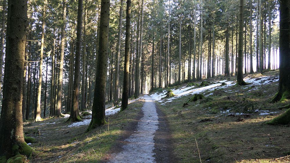 Wisentpfad
