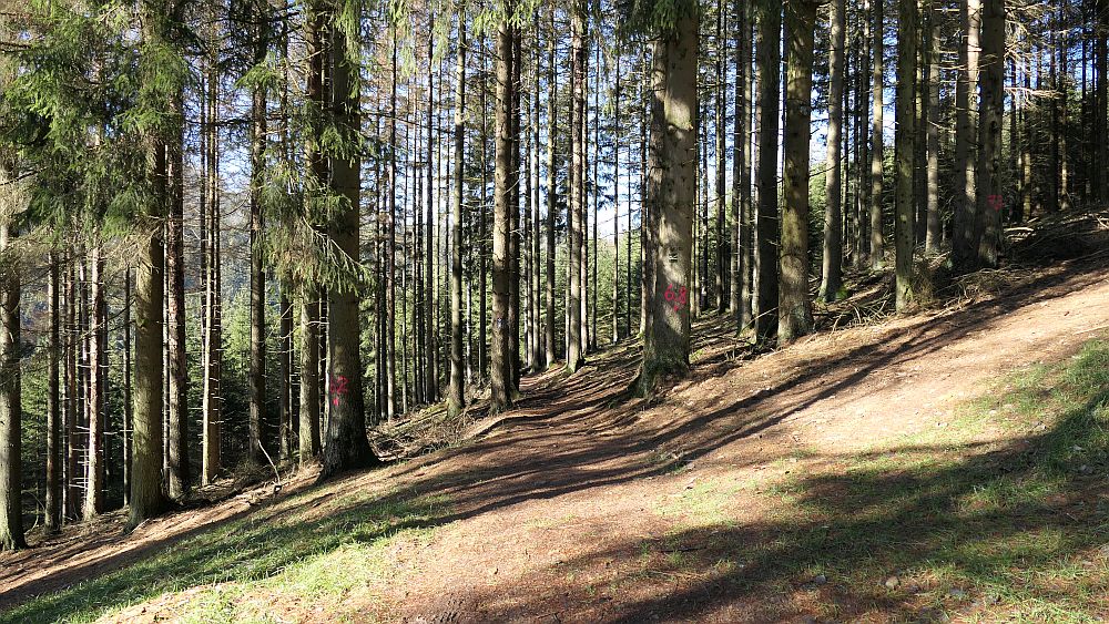 Wisentpfad