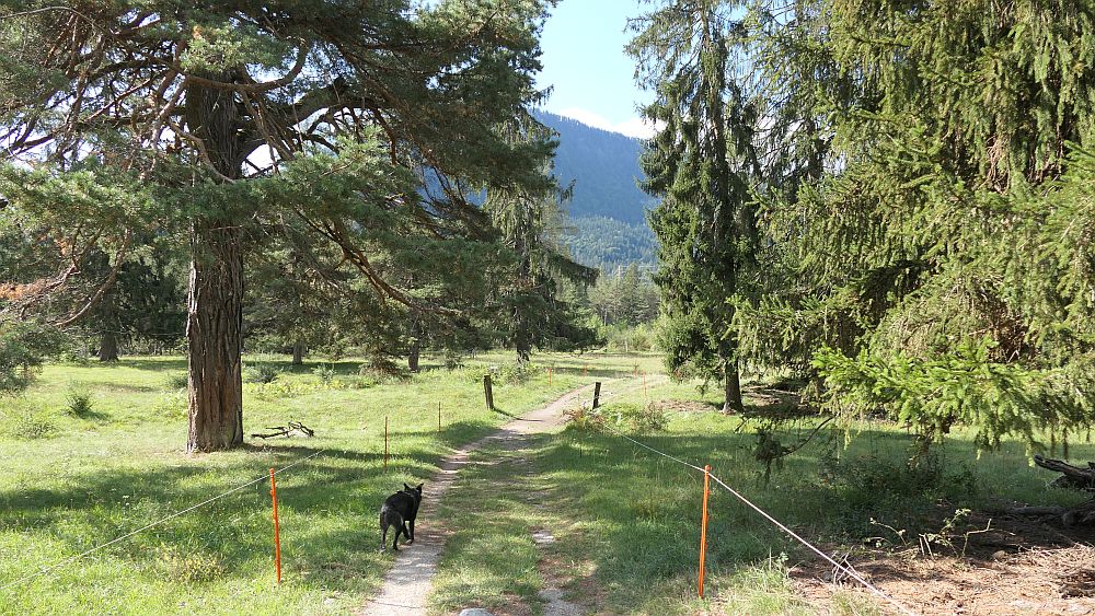 Ruinaulta Ruine Wackenau