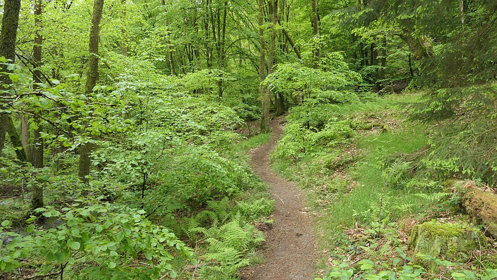 Saar Hunsrueck Steig