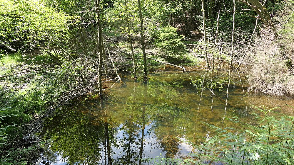 Saar Hunsrueck Steig