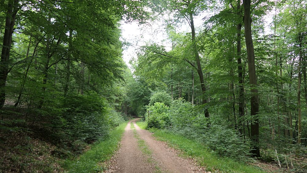 Saar Hunsrueck Steig