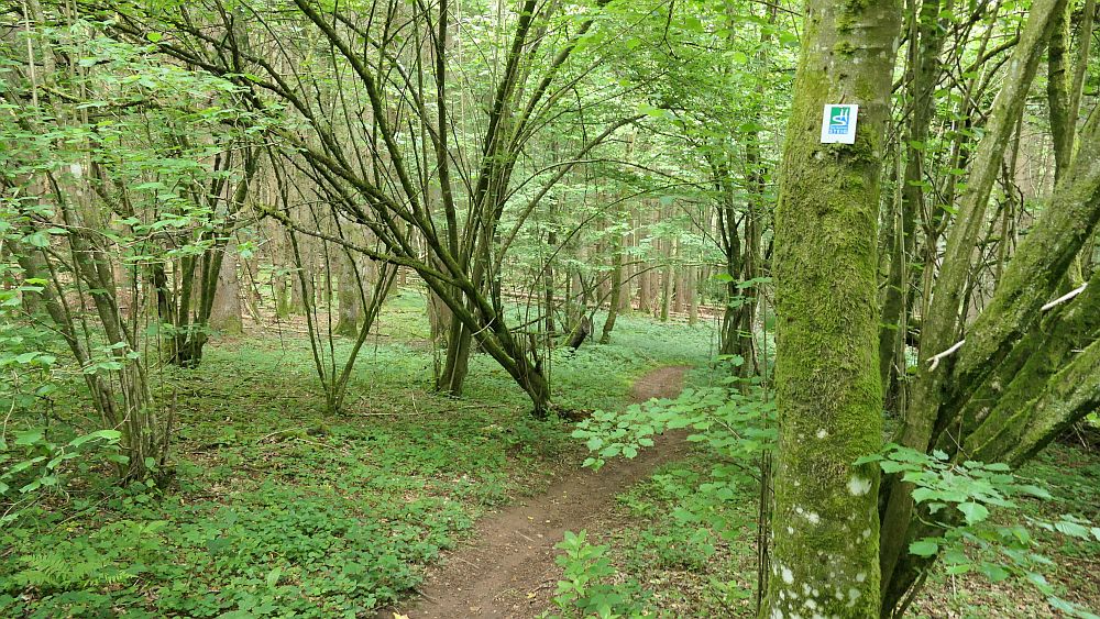 Saar Hunsrueck Steig