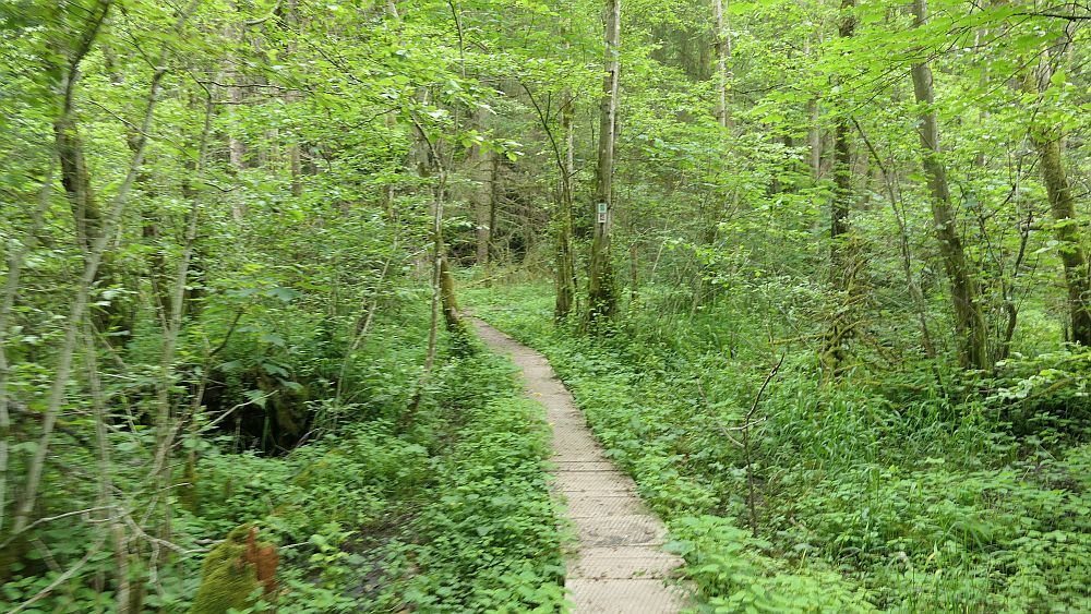 Saar Hunsrueck Steig