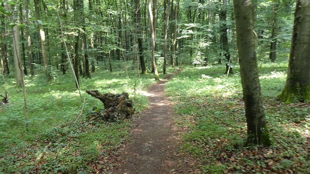 Saar Hunsrueck Steig
