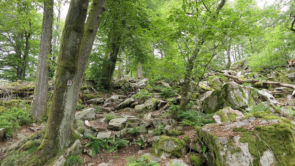 Saar Hunsrueck Steig